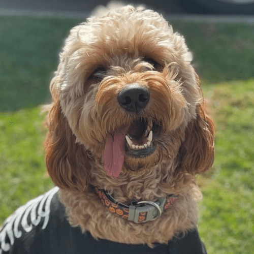 Rusty